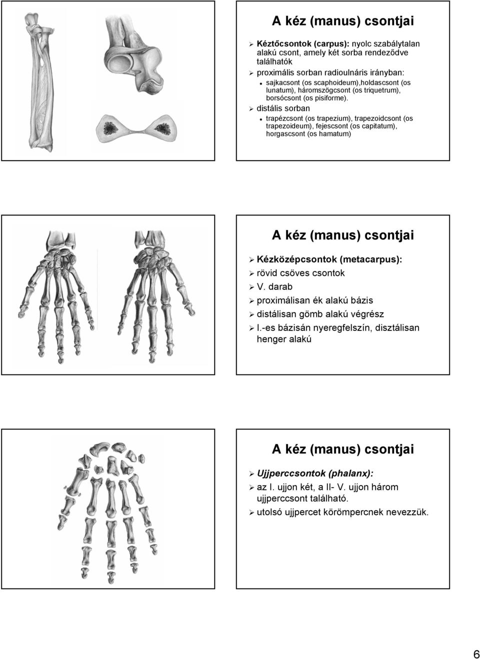 distális sorban trapézcsont (os trapezium), trapezoidcsont (os trapezoideum), fejescsont (os capitatum), horgascsont (os hamatum) A kéz k z (manus) csontjai Kézközépcsontok (metacarpus): rövid csöves
