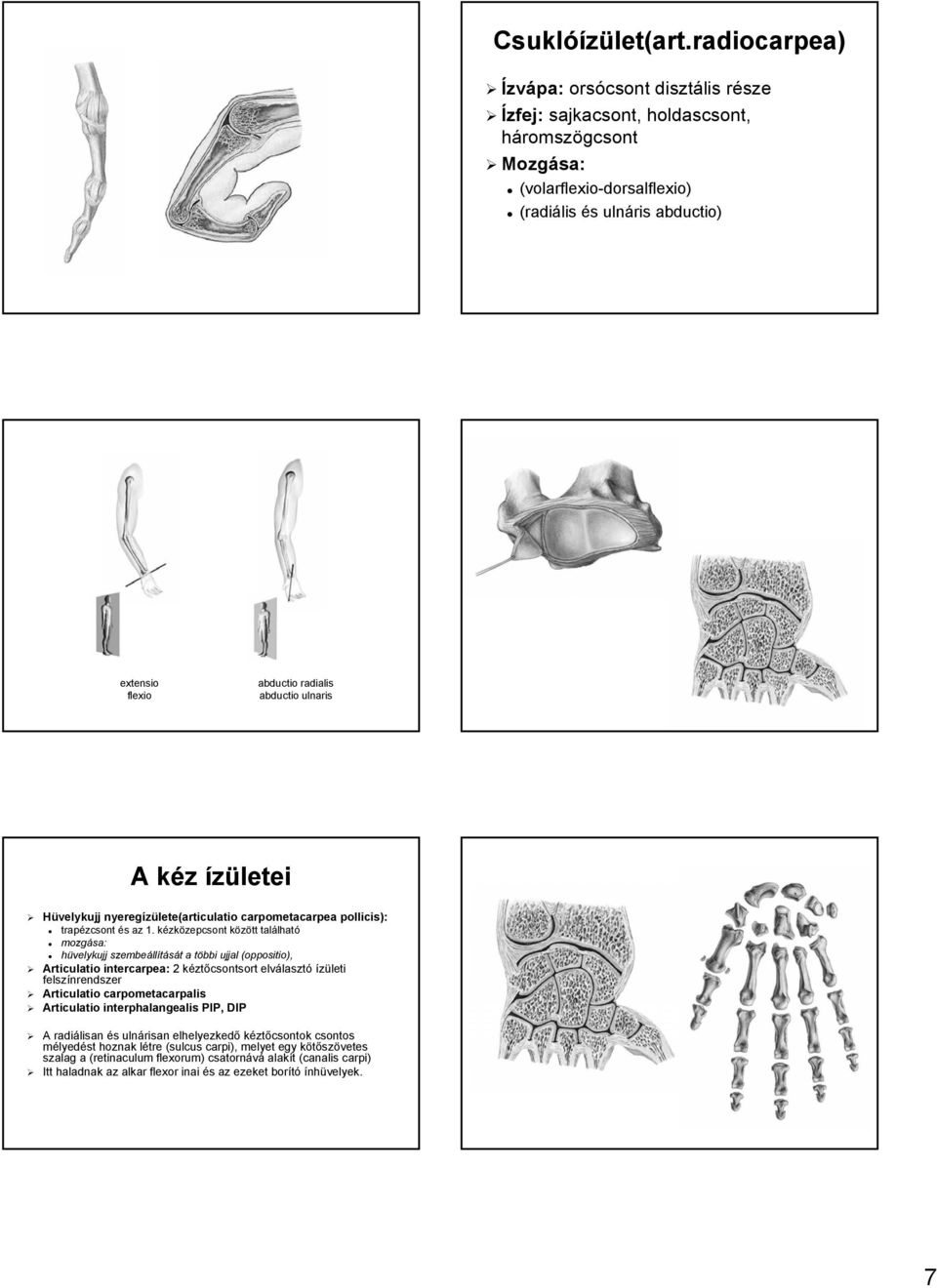 abductio ulnaris A kéz k ízületei Hüvelykujj nyeregízülete(articulatio carpometacarpea pollicis): trapézcsont és s az 1.