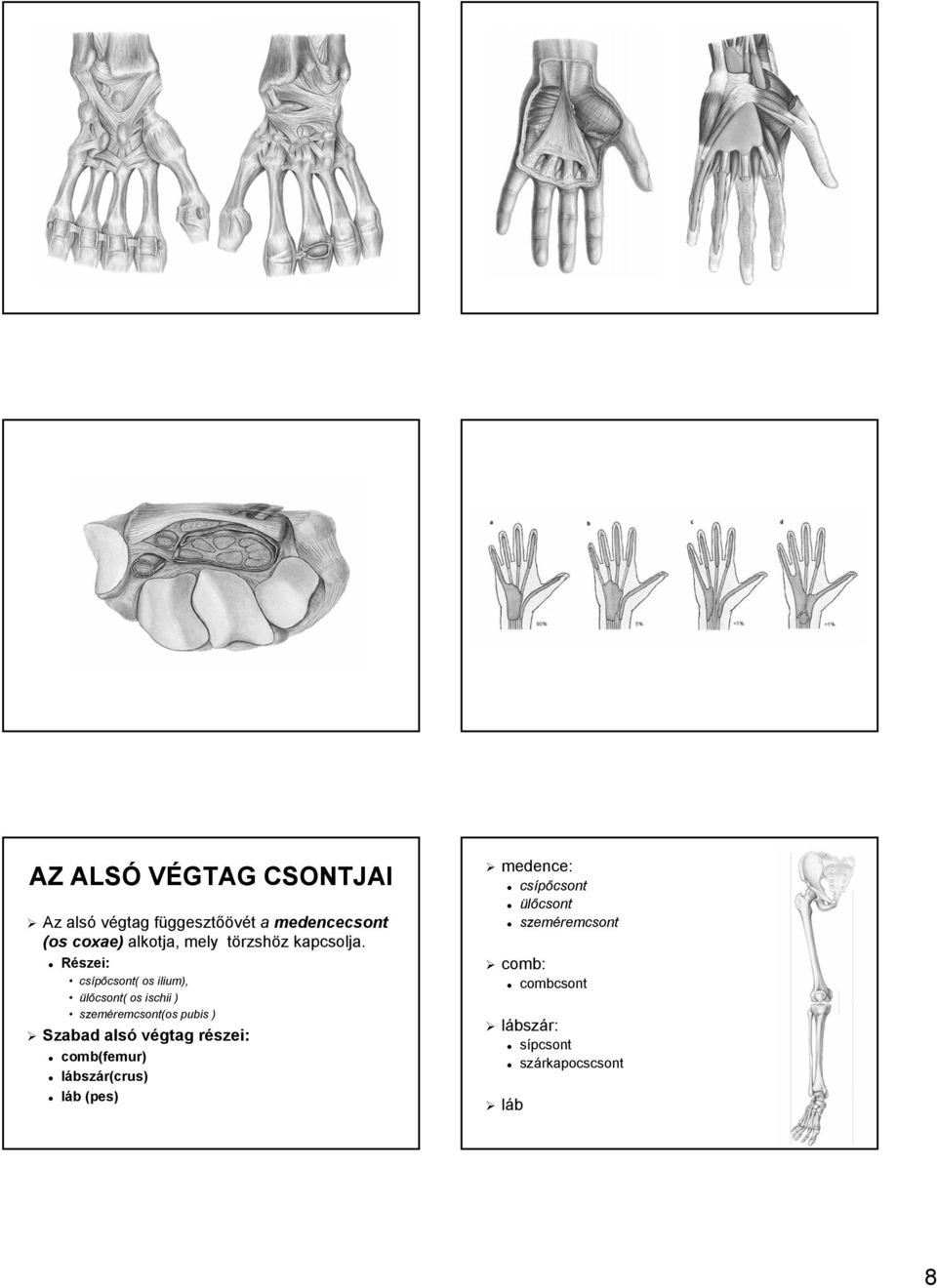 Részei: csípőcsont( csont( os ilium), ülőcsont( os ischii ) szeméremcsont( remcsont(osos pubis )