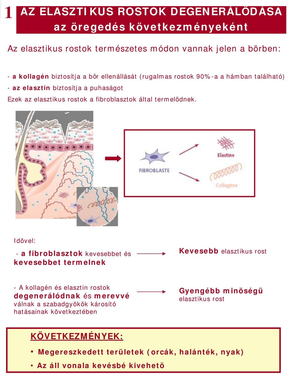 Idövel: - a fibroblasztok kevesebbet és kevesebbet termelnek Kevesebb elasztikus rost - A kollagén és elasztin rostok degenerálódnak és merevvé válnak a