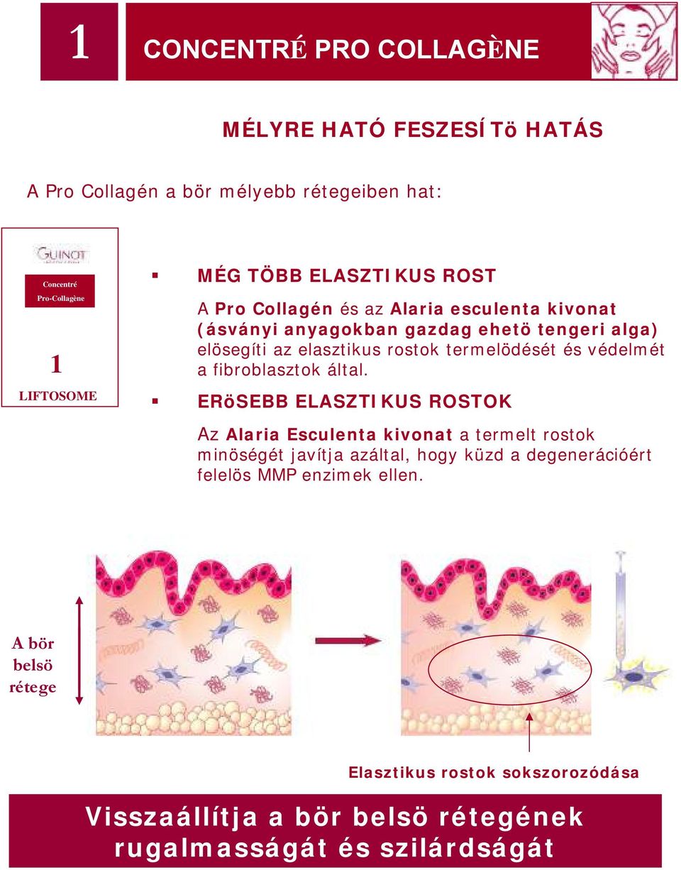 termelödését és védelmét a fibroblasztok által.