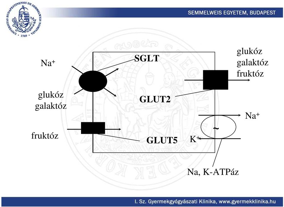 glukóz galaktóz GLUT2