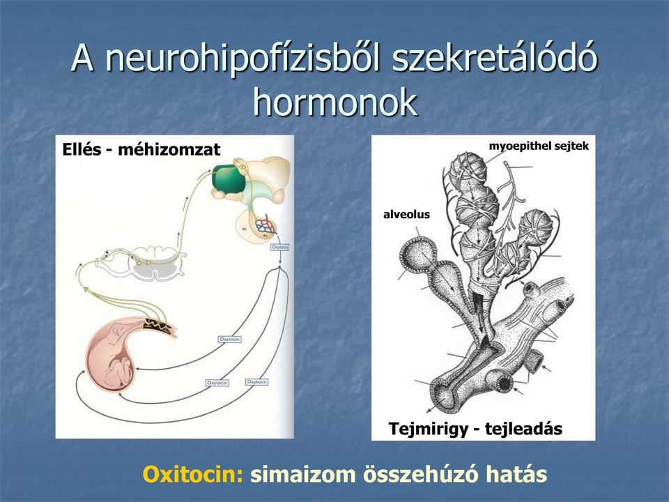 myoepithel sejtek alveolus Tejmirigy