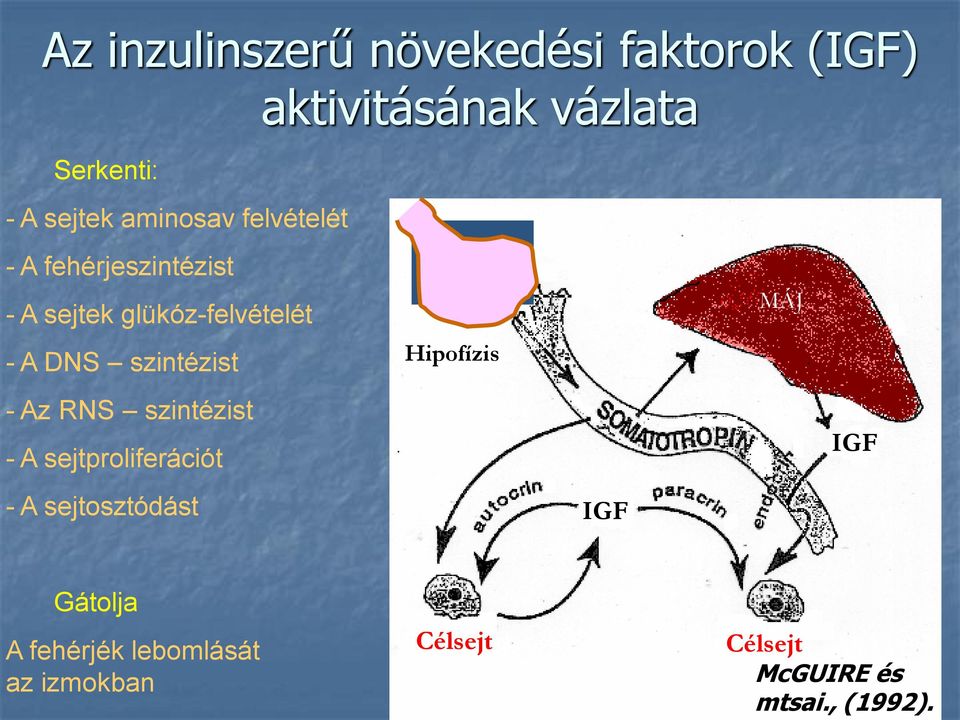 szintézist - Az RNS szintézist - A sejtproliferációt - A sejtosztódást Hipofízis IGF