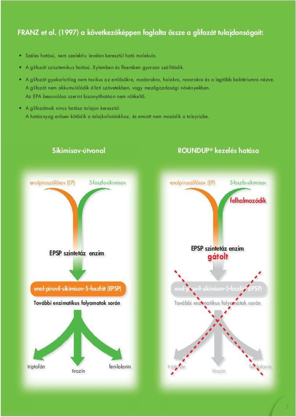 Sikimisav-útvonal ROUNDUP kezelés hatása enolpiroszőlősav (EP) 5-foszfo-sikimisav enolpiroszőlősav (EP) 5-foszfo-sikimisav felhalmozódik EPSP szintetáz enzim EPSP szintetáz