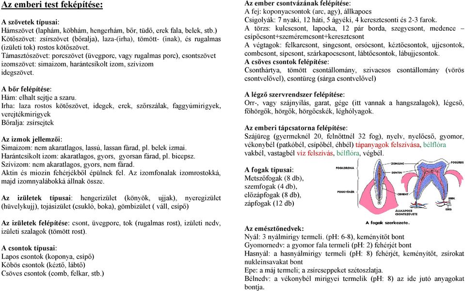 Támasztószövet: porcszövet (üvegporc, vagy rugalmas porc), csontszövet izomszövet: simaizom, harántcsíkolt izom, szívizom idegszövet. A bőr felépítése: Hám: elhalt sejtje a szaru.