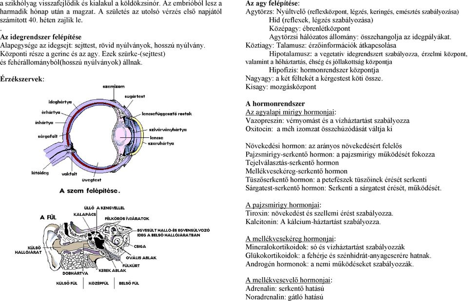 Ezek szürke-(sejttest) és fehérállományból(hosszú nyúlványok) állnak.