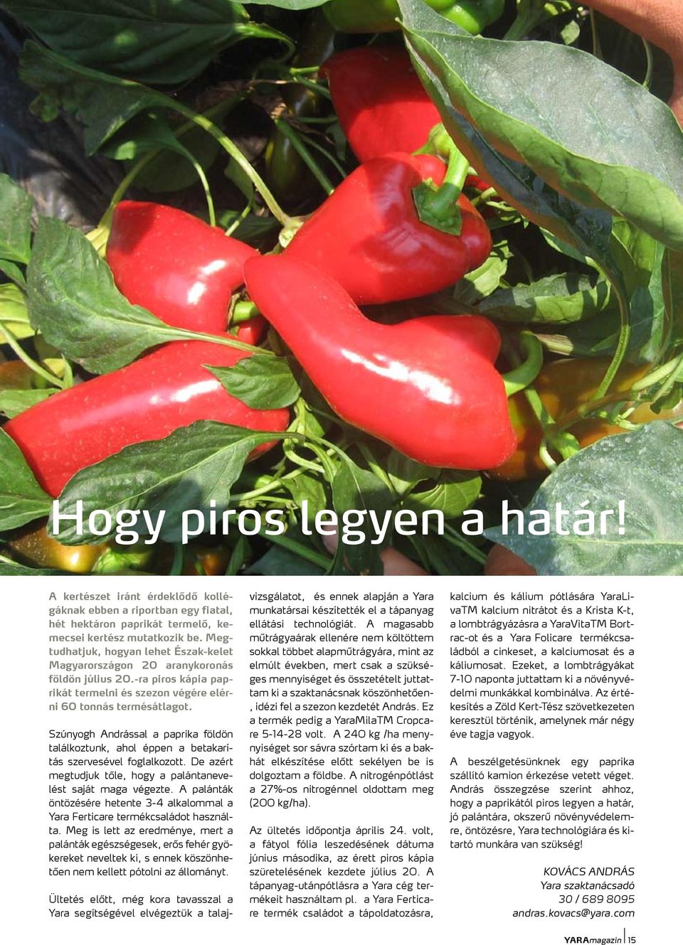 Szúnyogh Andrással a paprika földön találkoztunk, ahol éppen a betakarítás szervesével foglalkozott. De azért megtudjuk tőle, hogy a palántanevelést saját maga végezte.