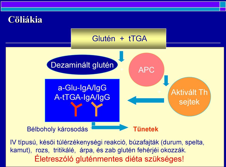 késői túlérzékenységi reakció, búzafajták (durum, spelta, kamut), rozs,