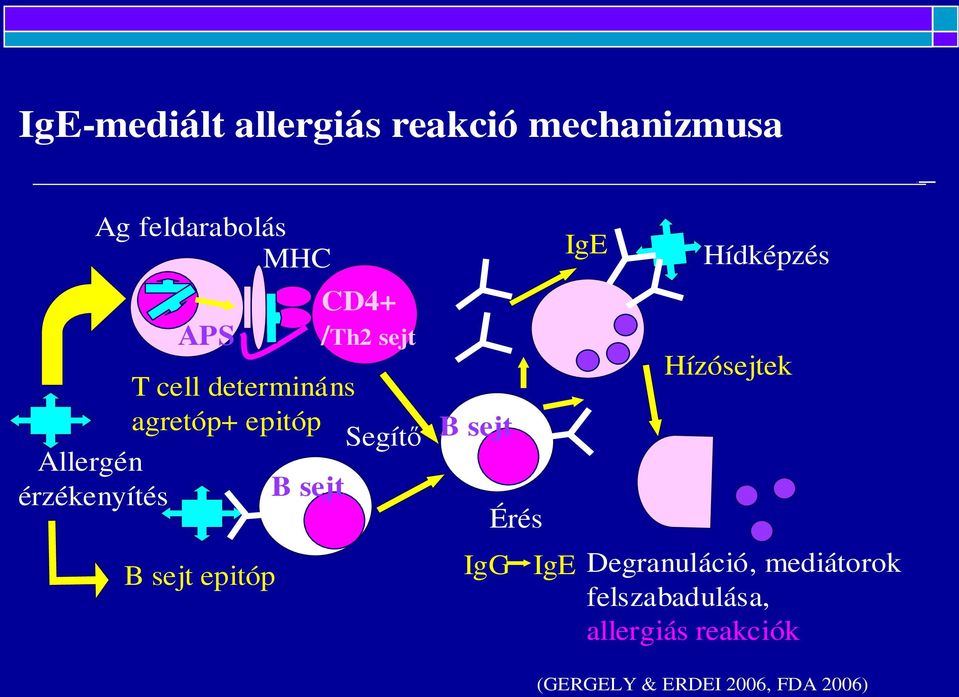 sejt B sejt epitóp B sejt IgG Érés IgE IgE Hídképzés Hízósejtek