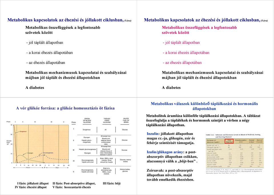 májban jól táplált és éhezési állapotokban A diabetes óra) Metabolikus összefüggések a legfontosabb szövetek között - jól táplált állapotban - a korai éhezés állapotában - az éhezés állapotában