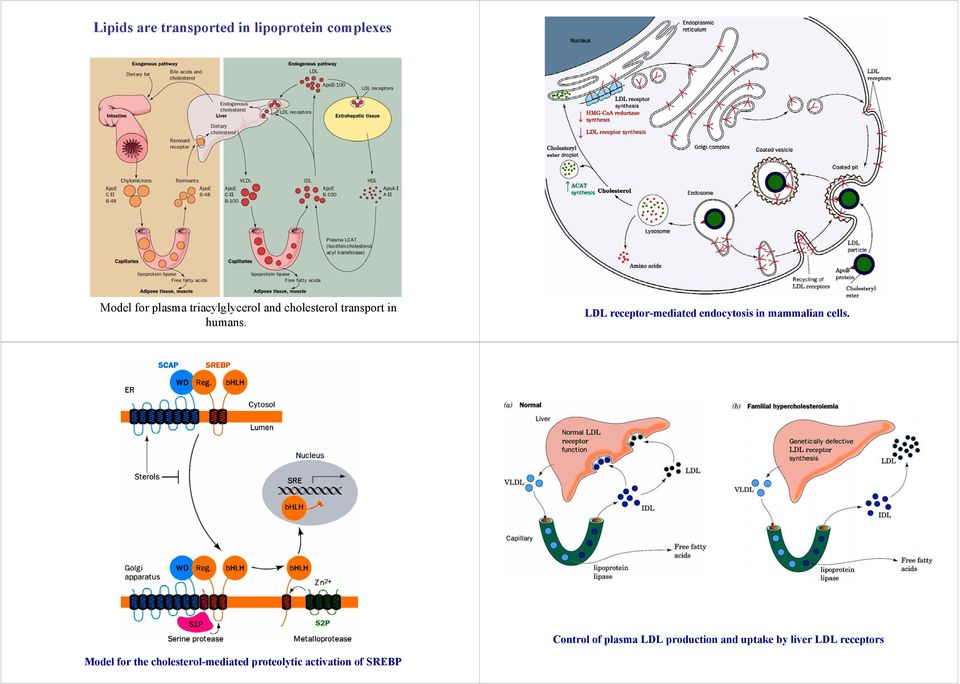 LDL receptor-mediated endocytosis in mammalian cells.