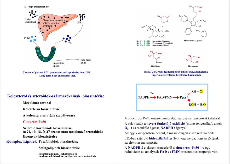 NADPH FAD/FMN P 450 RH + O 2 ROH + H 2 O A koleszterolszintézis szabályozása Citokróm P450 Szteroid hormonok bioszintézise (a 21, 19, 18, és 27-szénatomot tartalmazó szteroidok) Epesavak