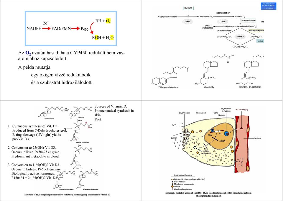 D3 Produced from 7-Dehydrocholesterol, B-ring cleavage (UV light) yields pre-vit. D3. 2. Conversion to 25(OH)-Vit D3. Occurs in liver. P450c25 enzyme.