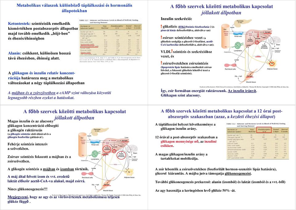 A glükagon és inzulin relatív koncentrációja határozza meg a metabolikus változásokat a négy táplálkozási állapotban A májban és a zsírszövetben a camp szint változása közvetíti legnagyobb részben