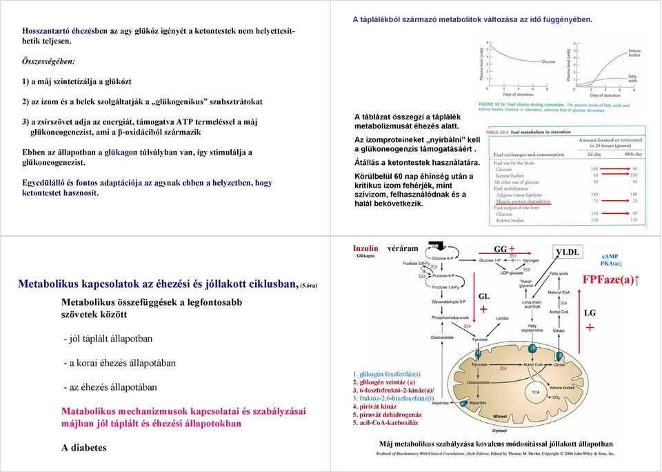 ami a β-oxidáciból származik Ebben az állapotban a glükagon túlsúlyban van, így stimulálja a glükoneogenezist.