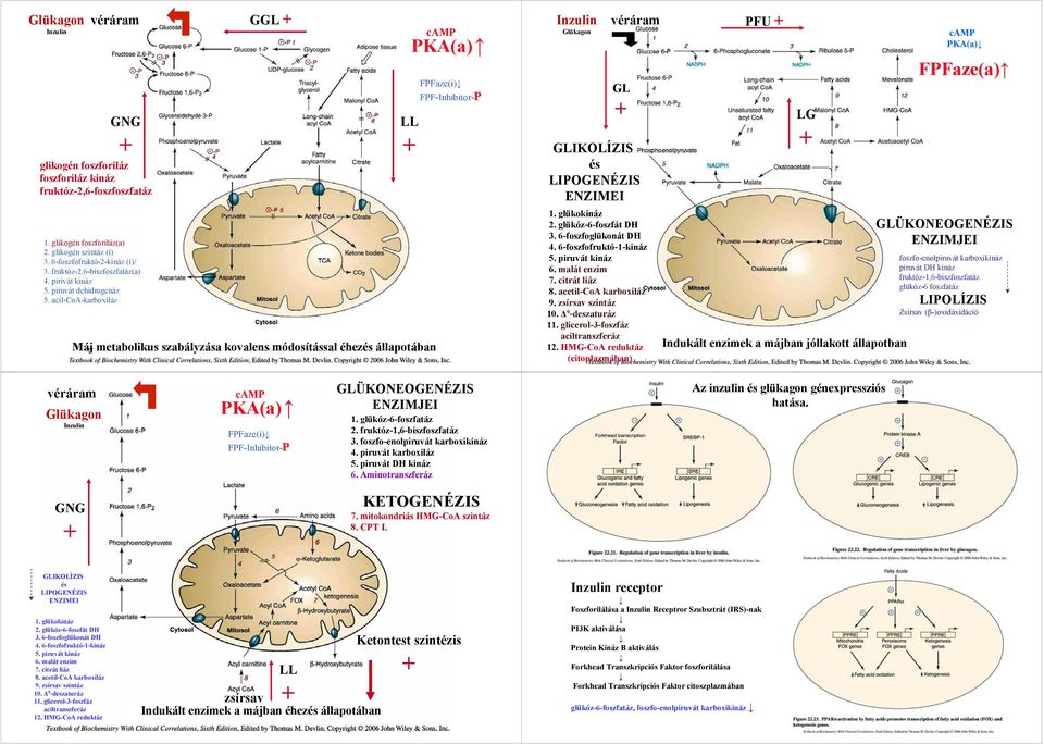 acil-coa-karboxiláz GGL + camp PKA(a) LL + Máj metabolikus szabályzása kovalens módosítással éhezés állapotában FPFaze(i) FPF-Inhibitor-P Inzulin Glükagon véráram GL + GLIKOLÍZIS és LIPOGENÉZIS