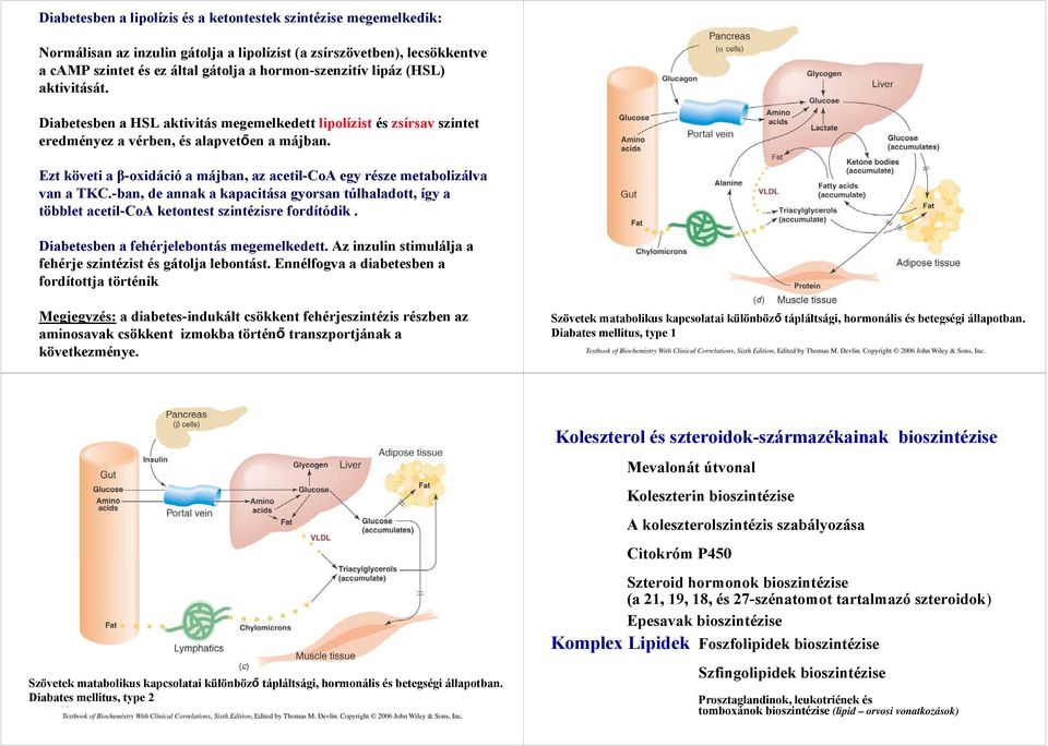 Ezt követi a β-oxidáció a májban, az acetil-coa egy része metabolizálva van a TKC.-ban, de annak a kapacitása gyorsan túlhaladott, így a többlet acetil-coa ketontest szintézisre fordítódik.