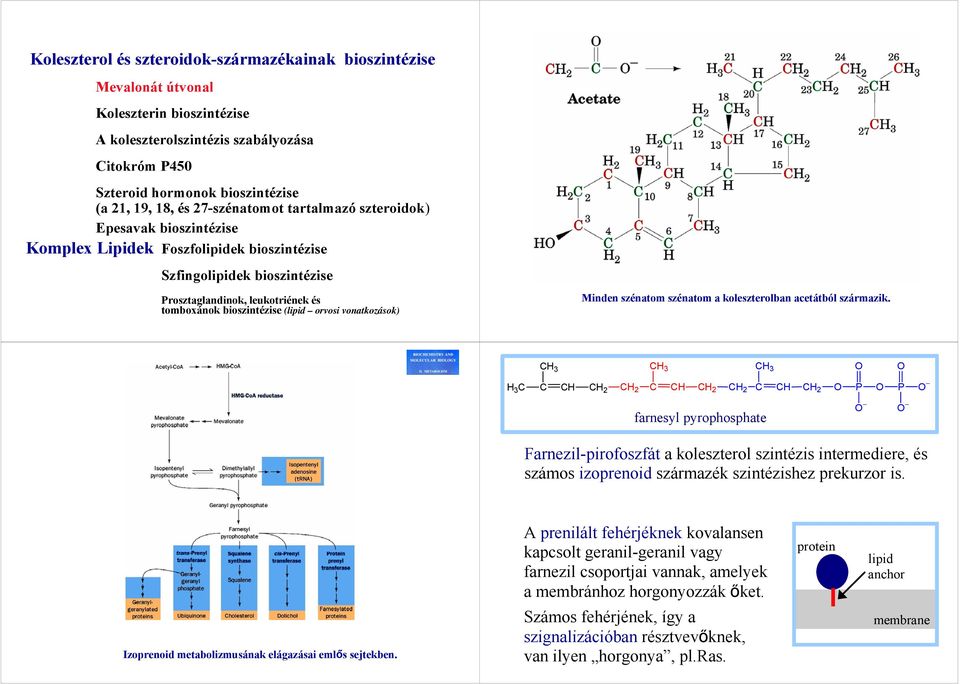 orvosi vonatkozások) Minden szénatom szénatom a koleszterolban acetátból származik.