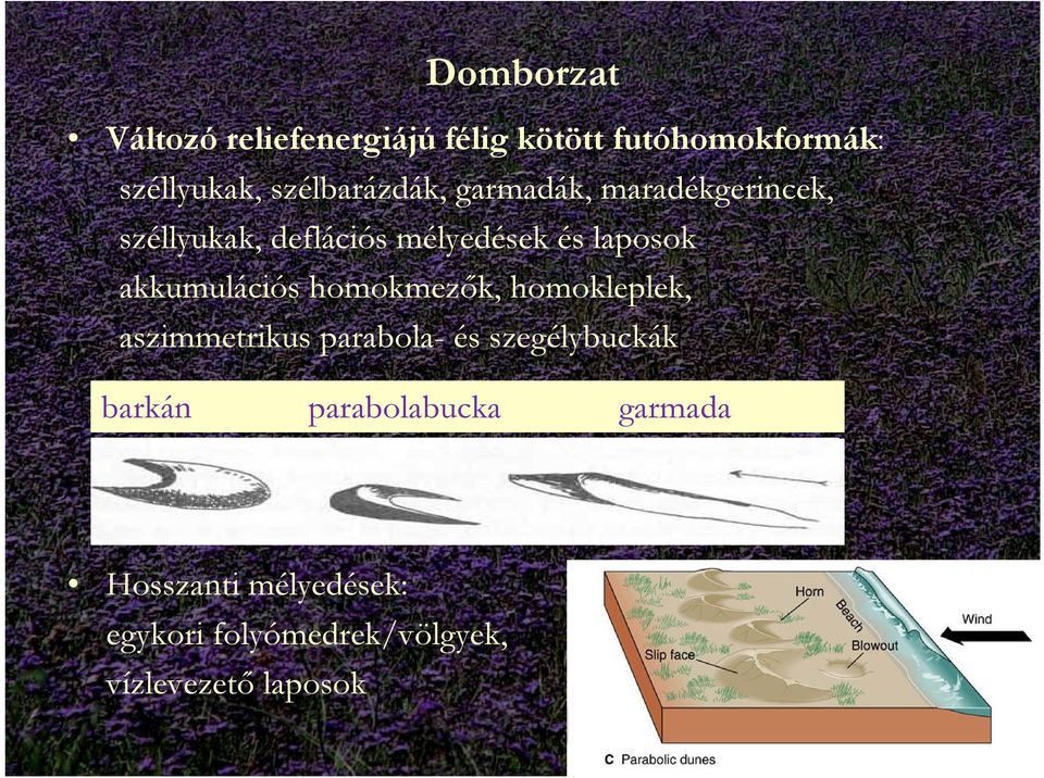 akkumulációs homokmezők, homokleplek, aszimmetrikus parabola- és szegélybuckák