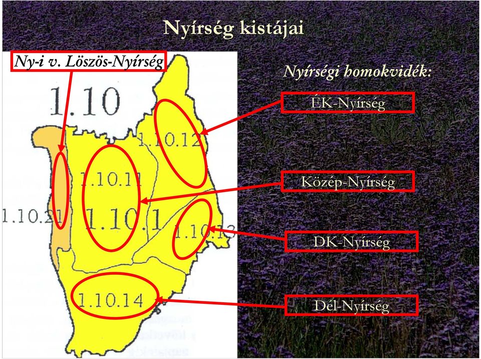 homokvidék: ÉK-Nyírség