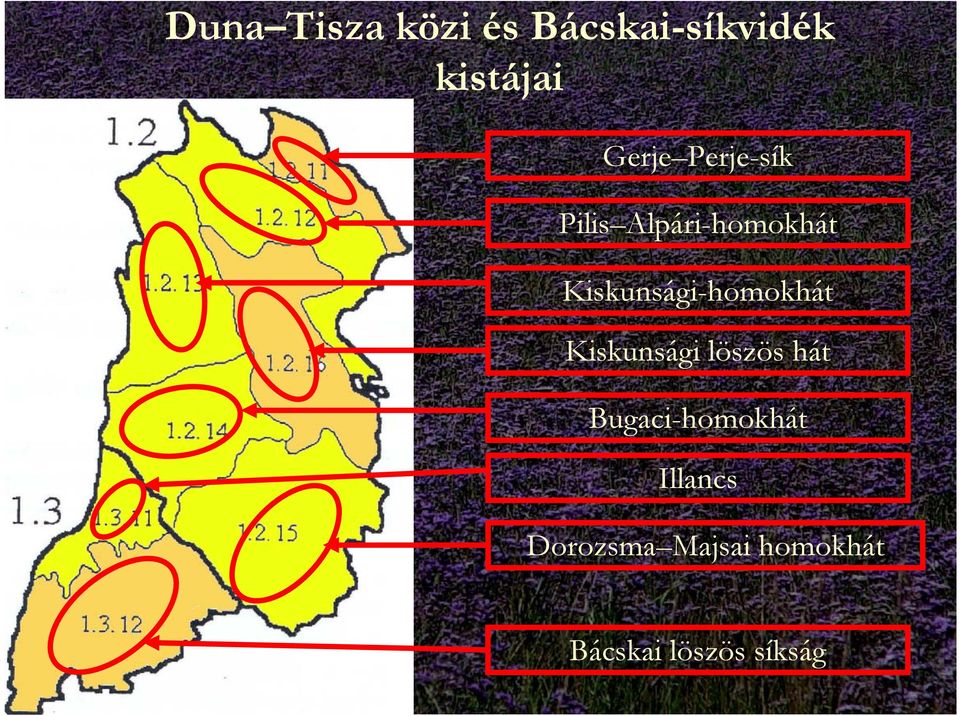 Kiskunsági-homokhát Kiskunsági löszös hát