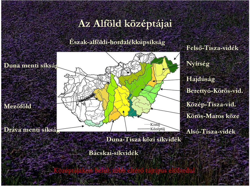 Mezőföld Dráva menti síkság Duna-Tisza közi síkvidék Bácskai-síkvidék