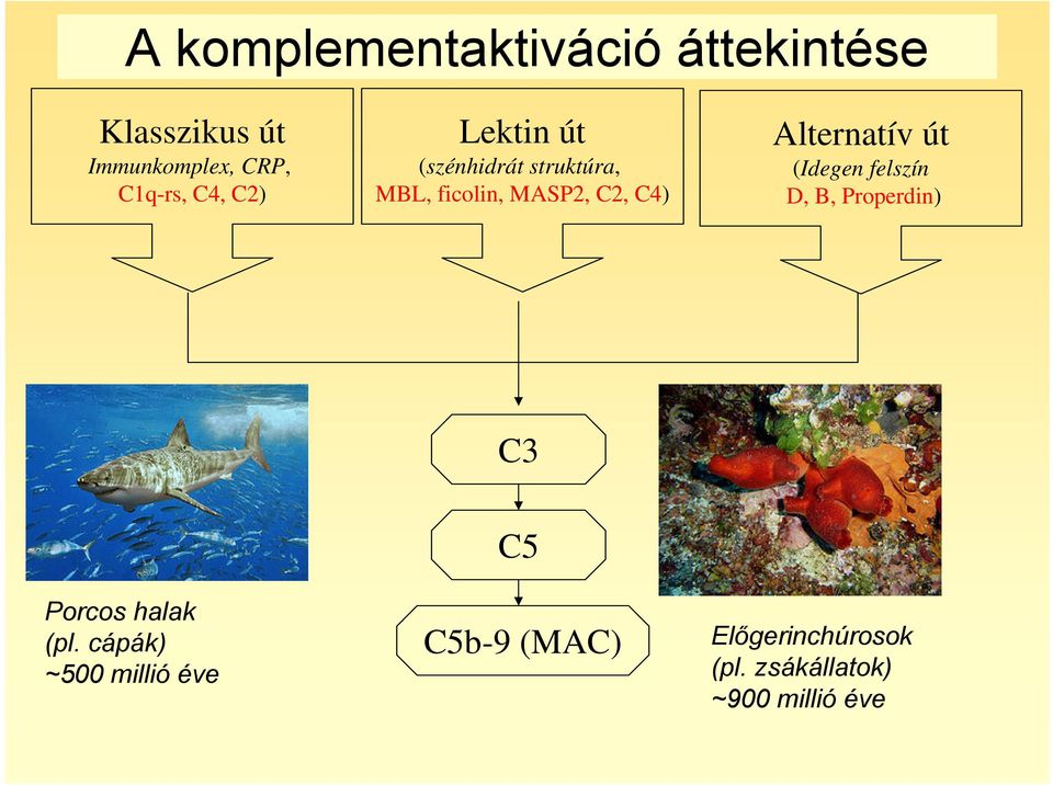 Alternatív út (Idegen felszín D, B, Properdin) C3 Porcos halak (pl.