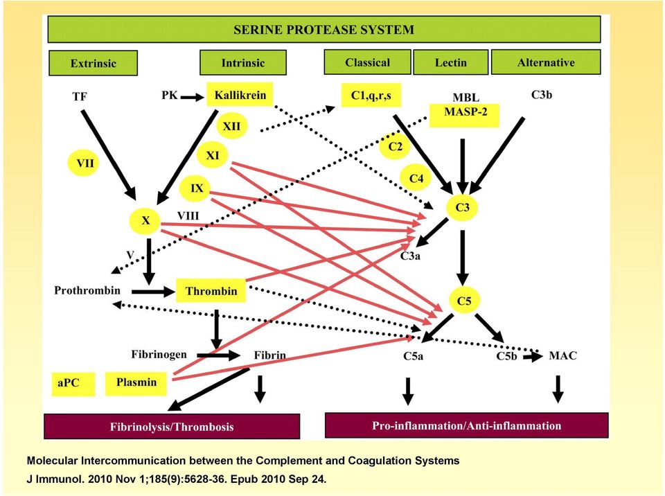 Coagulation Systems J Immunol.