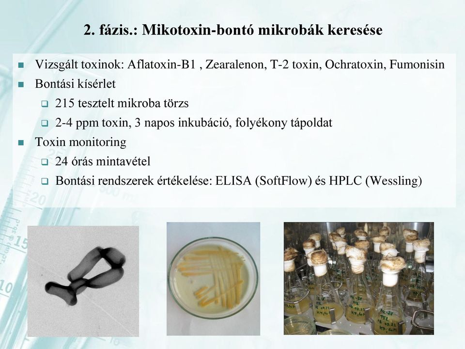 T-2 toxin, Ochratoxin, Fumonisin Bontási kísérlet 215 tesztelt mikroba törzs 2-4