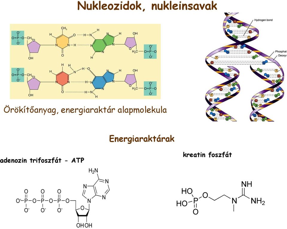 alapmolekula Energiaraktárak