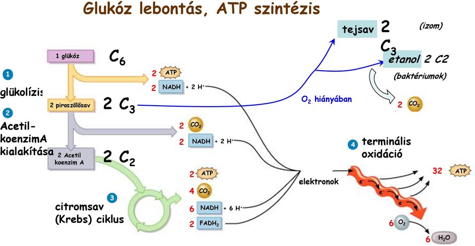 (Krebs) ciklus 2 2 ATP NADH + 2 H + 2 2 CO 2 NADH + 2 H + 2 4 6 2 ATP CO 2 NADH + 6 H +