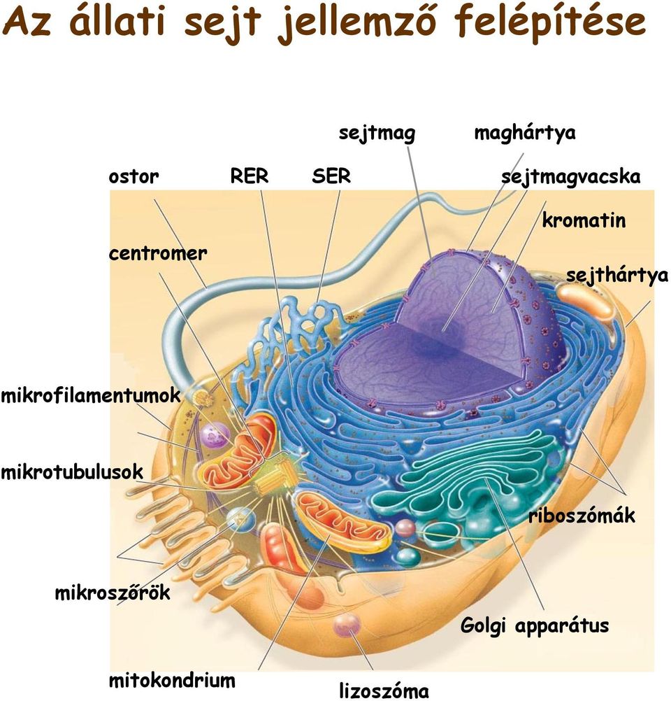 sejthártya mikrofilamentumok mikrotubulusok