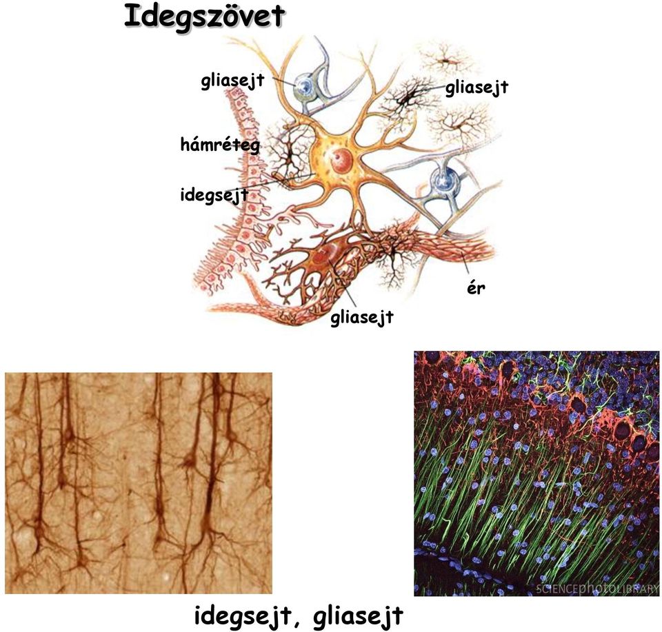 idegsejt gliasejt