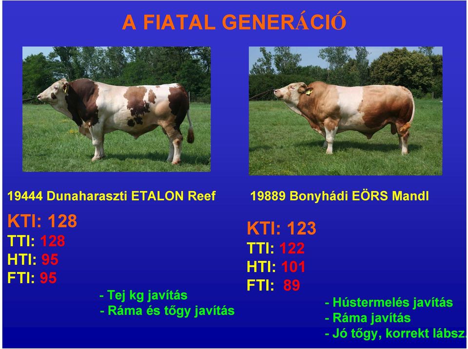 kg javítás - Ráma és tőgy javítás KTI: 123 TTI: 122 HTI: 101