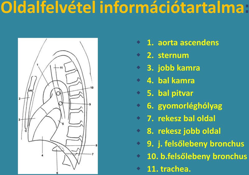 gyomorléghólyag 7. rekesz bal oldal 8.