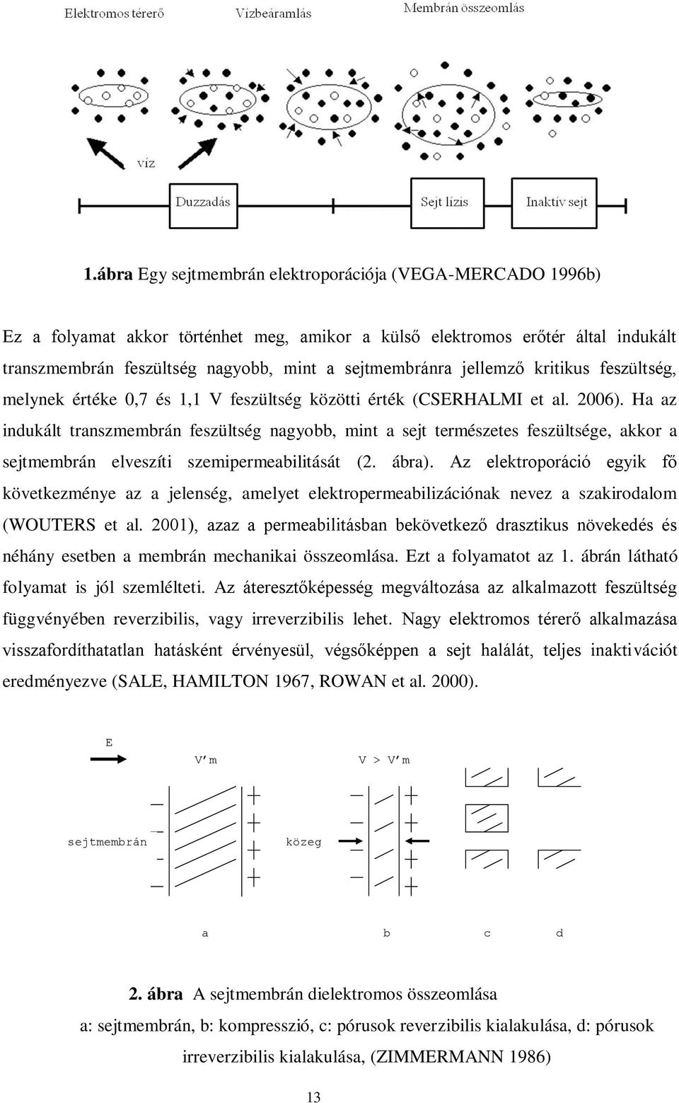 Ha az indukált transzmembrán feszültség nagyobb, mint a sejt természetes feszültsége, akkor a sejtmembrán elveszíti szemipermeabilitását (2. ábra).