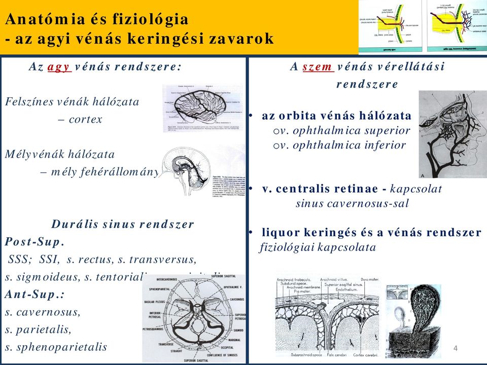 ccipitalis Ant-Sup.: s. cavernsus, s. parietalis, s. sphenparietalis A szem vénás vérellátási rendszere az rbita vénás hálózata v.