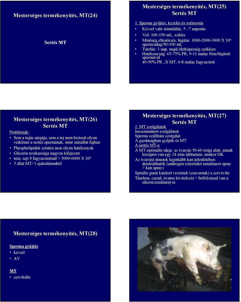 életképesség csökken Hatékonyság: 65-75% PR, 9-11 malac friss/hígított spermával 40-50% PR X MT, 6-8 malac fagyasztott kenyítés, MT(26) Sertés s MT Problémák: Sem a tojás sárgája, sem a tej nem