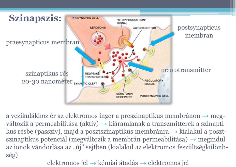 résbe (passzív), majd a posztszinaptikus membránra kialakul a posztszinaptikus potenciál (megváltozik a membrán permeabilitása)