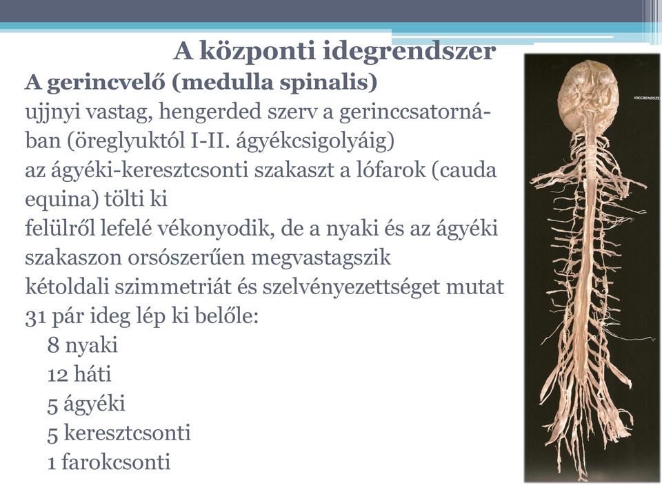 ágyékcsigolyáig) az ágyéki-keresztcsonti szakaszt a lófarok (cauda equina) tölti ki felülről lefelé