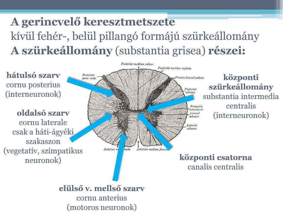 csak a háti-ágyéki szakaszon (vegetatív, szimpatikus neuronok) központi szürkeállomány substantia