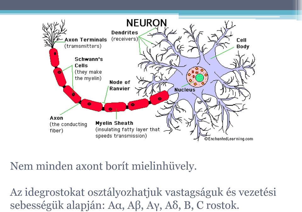 vastagságuk és vezetési sebességük