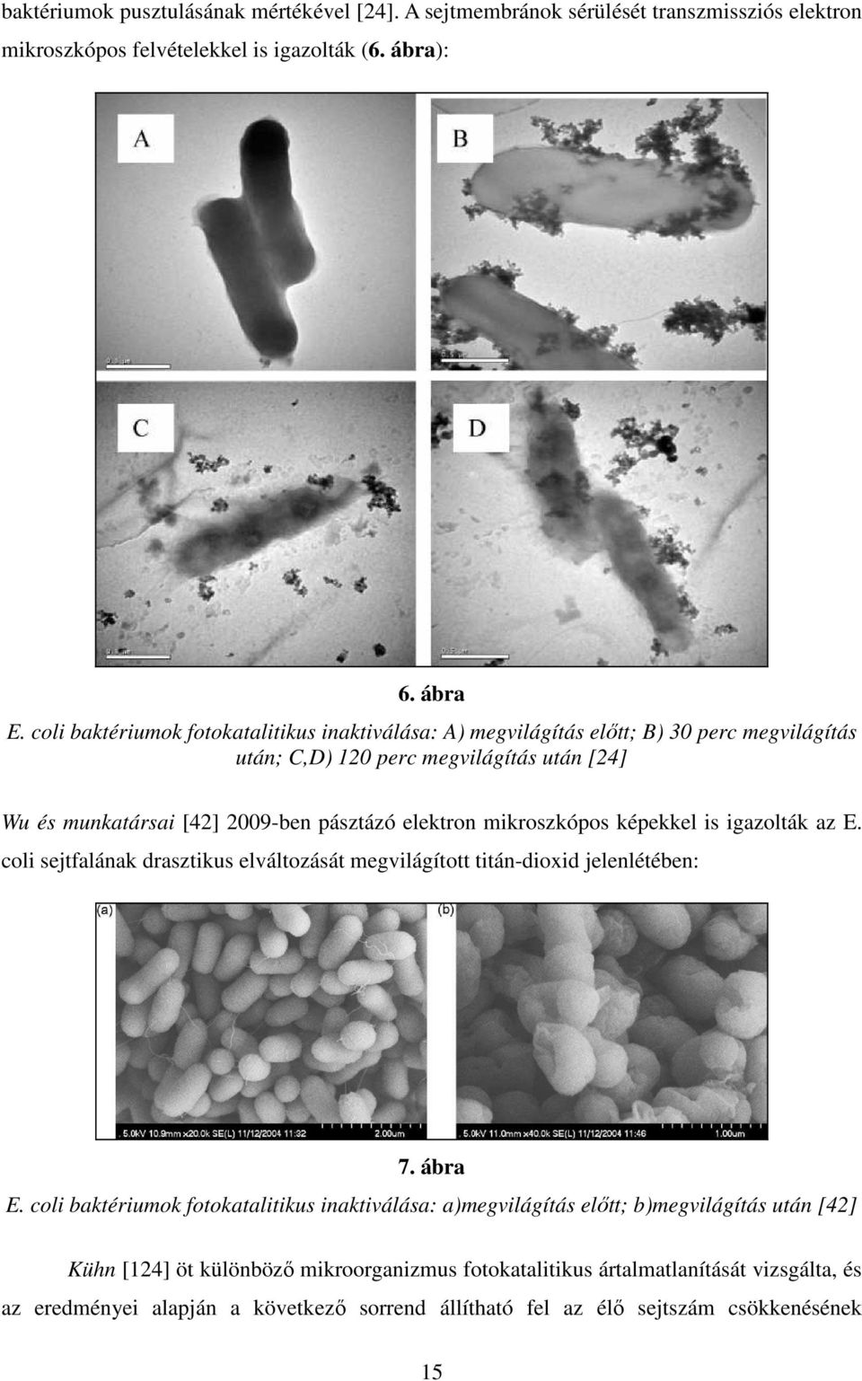mikroszkópos képekkel is igazolták az E. coli sejtfalának drasztikus elváltozását megvilágított titán-dioxid jelenlétében: 7. ábra E.