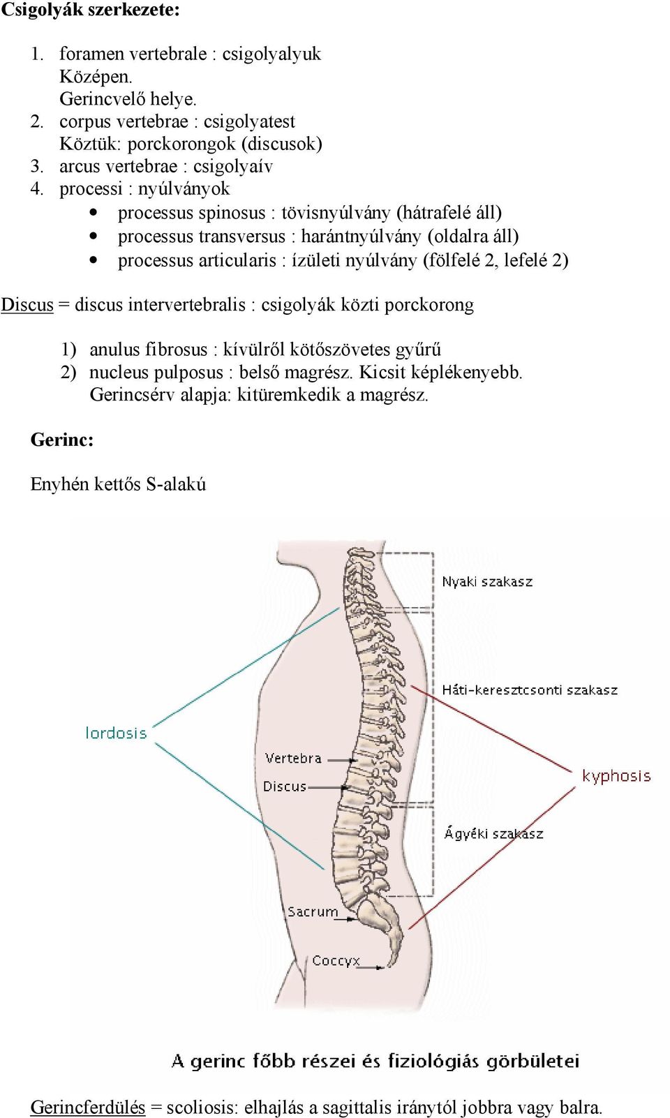 processi : nyúlványok processus spinosus : tövisnyúlvány (hátrafelé áll) processus transversus : harántnyúlvány (oldalra áll) processus articularis : ízületi nyúlvány