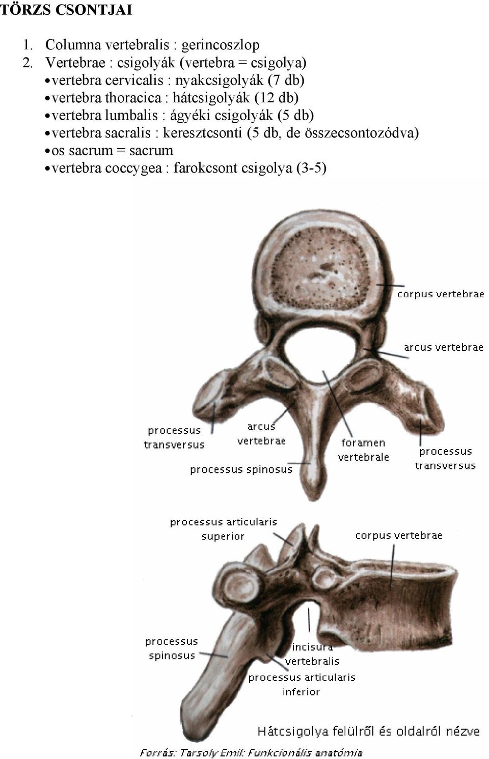 vertebra thoracica : hátcsigolyák (12 db) vertebra lumbalis : ágyéki csigolyák (5 db)