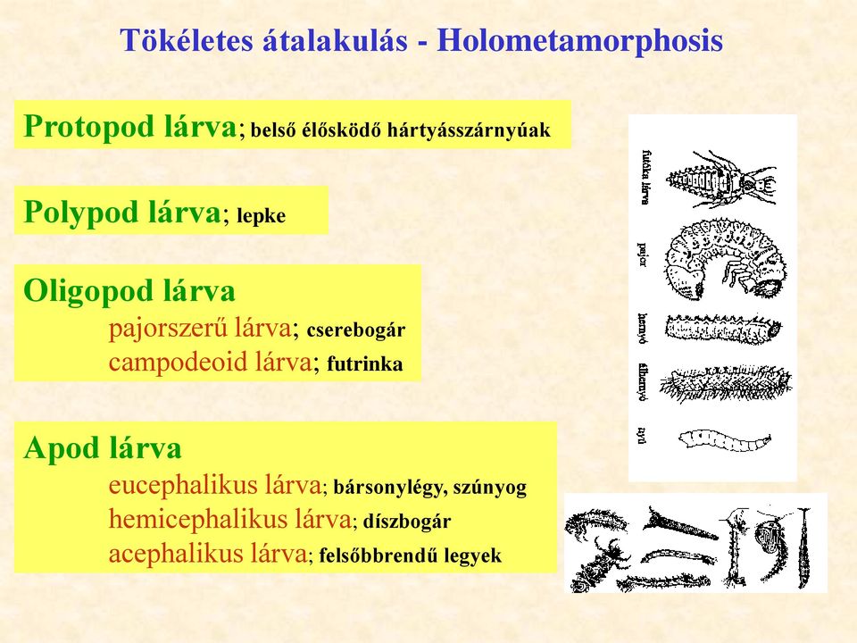 cserebogár campodeoid lárva; futrinka Apod lárva eucephalikus lárva;