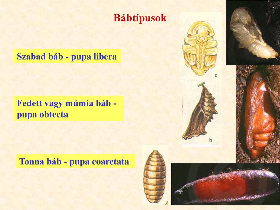 múmia báb - pupa obtecta