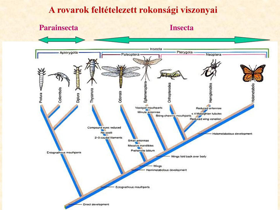 rokonsági