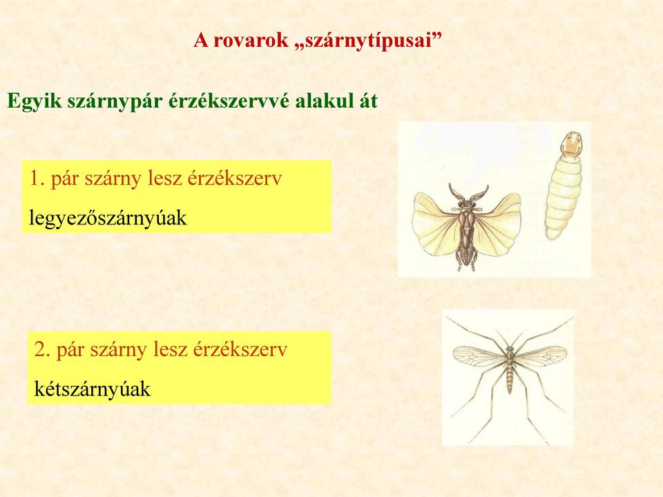 pár szárny lesz érzékszerv